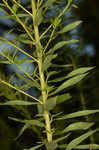 Canada goldenrod